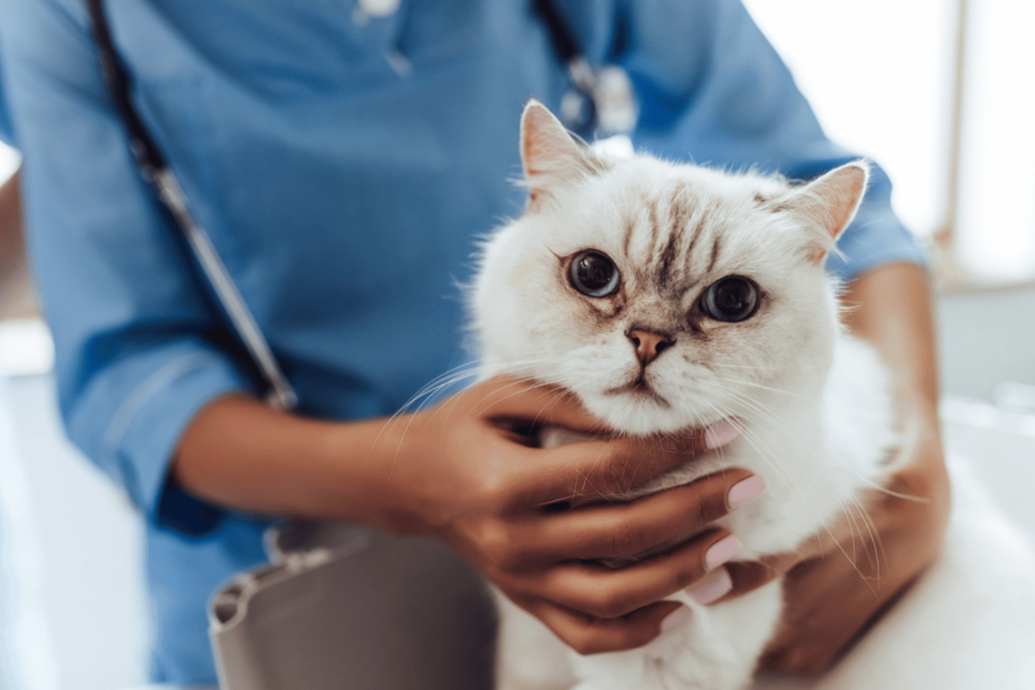 Cat at Vet