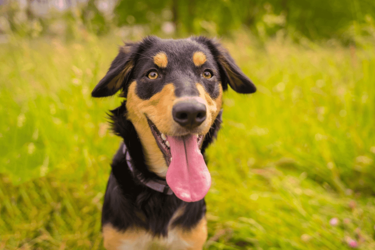 Healthy happy dog