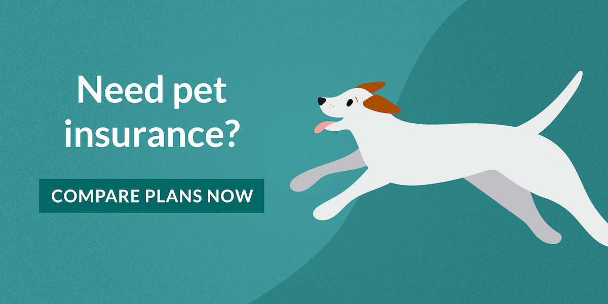 Affordable Pet Insurance Quotes