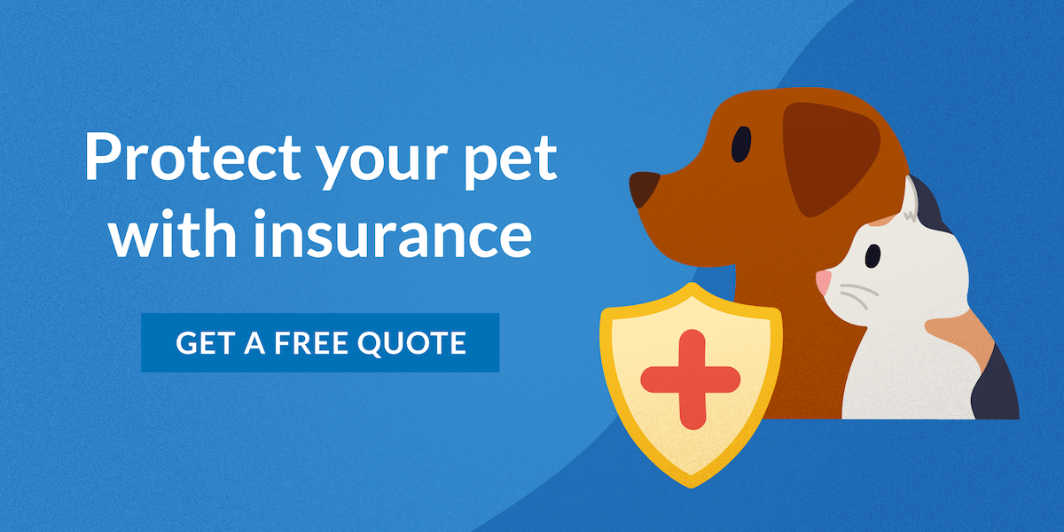 Get a free pet insurance quote